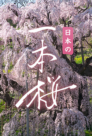 һ@ ԭ